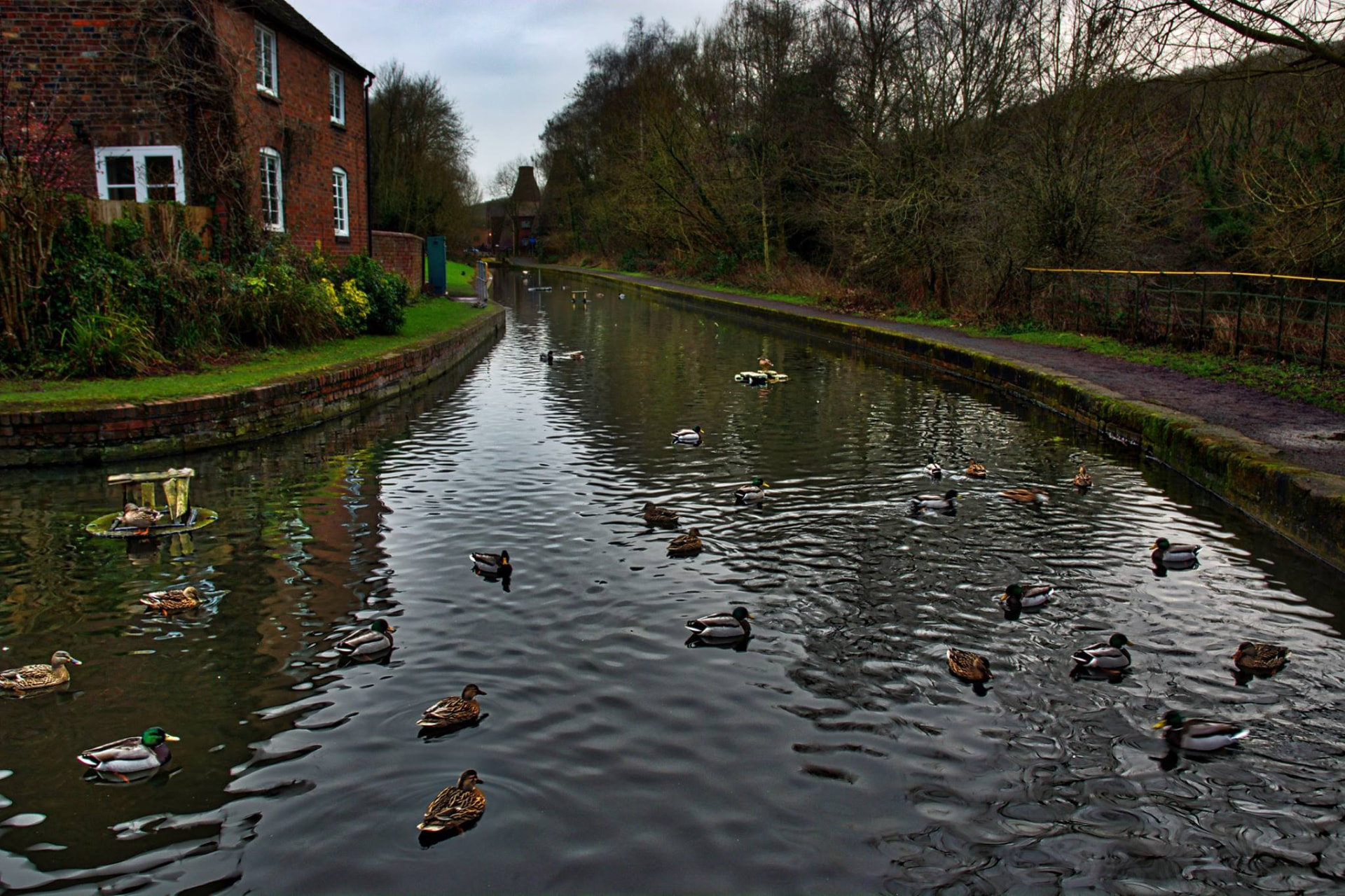 Ducks on the canal today